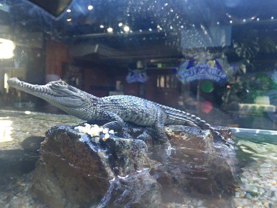 Tim's Surf & Turf Restaurant